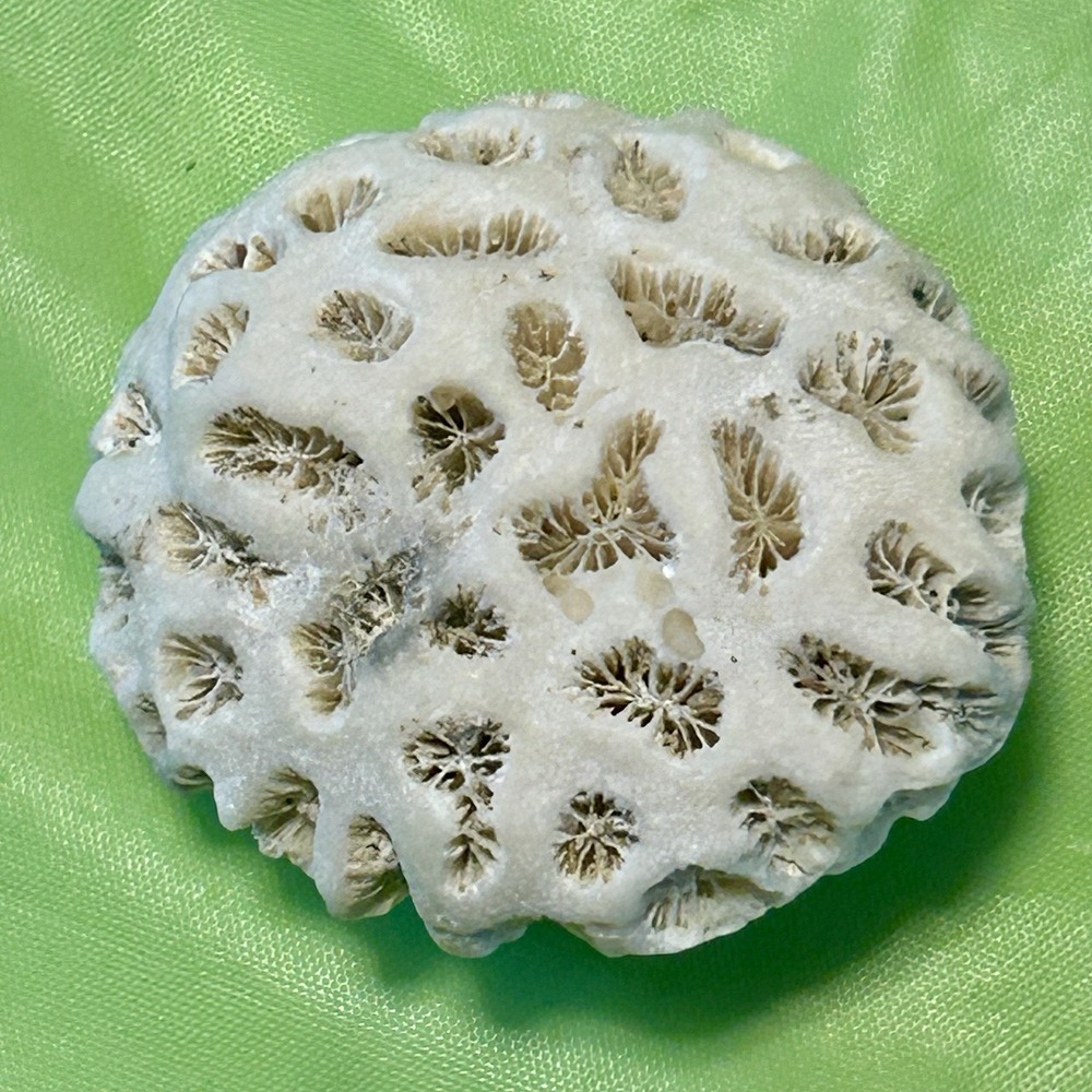 Brain Coral 2" Round Natural Beach Surf Ocean Fossil Skeleton Aquarium Decor